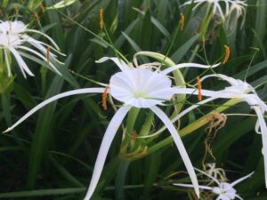 Riparia Spider Lily Botanical name Hymenocallis riparia
