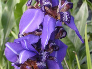 Giant Blue Walking Iris flower