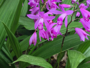 Ground Orchid Purple - Bletilla striata