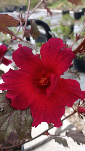 Hibiscus acetosella ‘ Roselle’ - common name: Cranberry Hibiscus